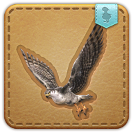 Hunting Hawk