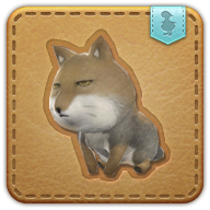 Sand Fox